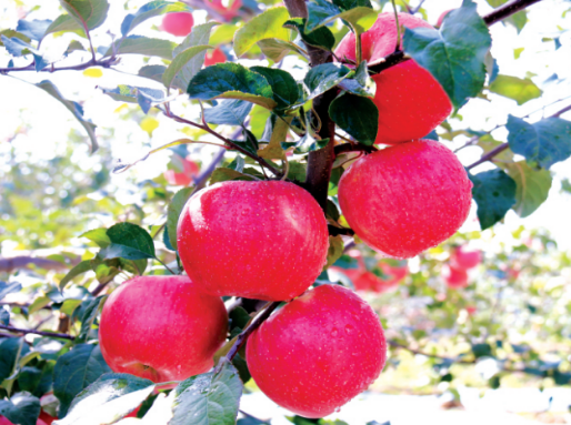 【直播預(yù)告】明日10:00第二屆甘肅·崇信發(fā)展大會暨“云招商”大會準時開播! 【直播預(yù)告】明日10:00第二屆甘肅·崇信發(fā)展大會暨“云招商”大會準時開播!