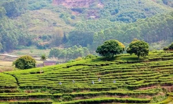 助力廣西港南區委托招商引資,強化工業主導地位,增強縣域經濟實力 助力廣西港南區委托招商引資,強化工業主導地位,增強縣域經濟實力