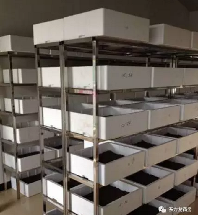 水蛭特種養殖全國布點投資選址項目 水蛭特種養殖全國布點投資選址項目