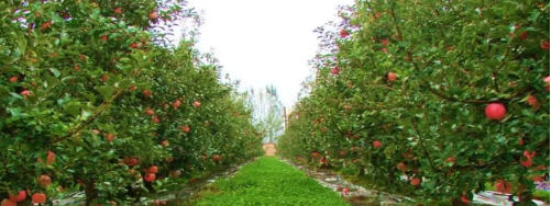 助力河北省青龍縣委托招商引資，大力發(fā)展主導產(chǎn)業(yè)