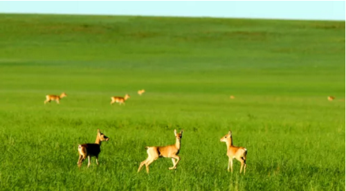 全力助推內(nèi)蒙古東烏珠穆沁旗委托招商引資，聚集發(fā)展新動能