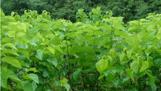 集團全力助推安徽六安霍山縣委托招商引資，著力打造支柱型特色產業高質發展