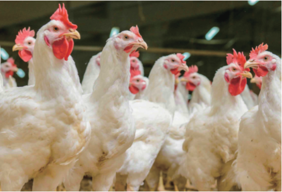 集團全力助推遼寧省燈塔市委托招商引資，以“特色小鎮”打造全國產業集聚區