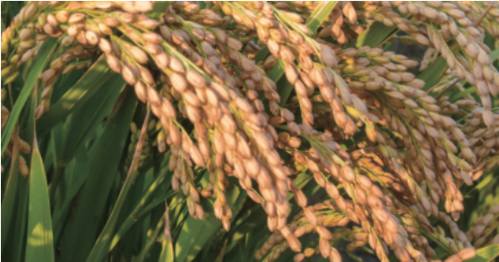 集團全力助推遼寧省燈塔市委托招商引資，以“特色小鎮”打造全國產業集聚區