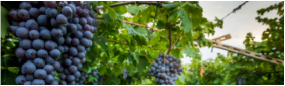 集團全力助推遼寧省燈塔市委托招商引資，以“特色小鎮”打造全國產業集聚區