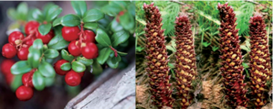 集團(tuán)全力助推黑龍江大興安嶺委托招商引資，聚力將“冷資源”轉(zhuǎn)化為“熱經(jīng)濟(jì)”！