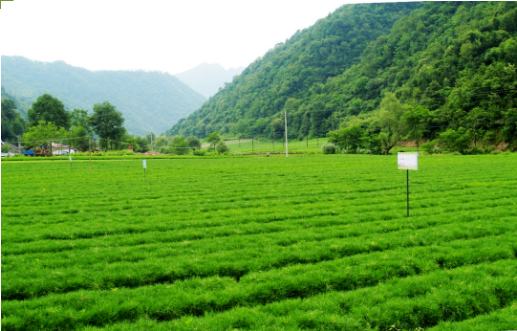 集團全力助推甘肅隴南徽縣委托招商引資，搶占綠色發(fā)展新賽道，推動經(jīng)濟大發(fā)展