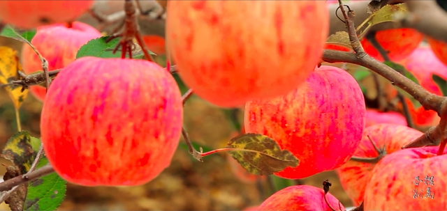 集團全力助推陜西榆林子洲縣委托招商引資，打造特色產業集聚地