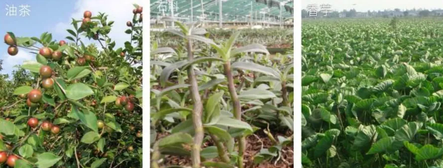 集團全力助推廣西賀州昭平縣委托招商引資，助力產業蝶變升級！