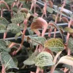 集團全力助推廣西賀州昭平縣委托招商引資，助力產業蝶變升級！