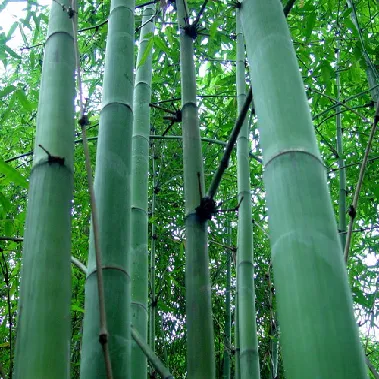 集團全力助推廣西賀州昭平縣委托招商引資，助力產業蝶變升級！